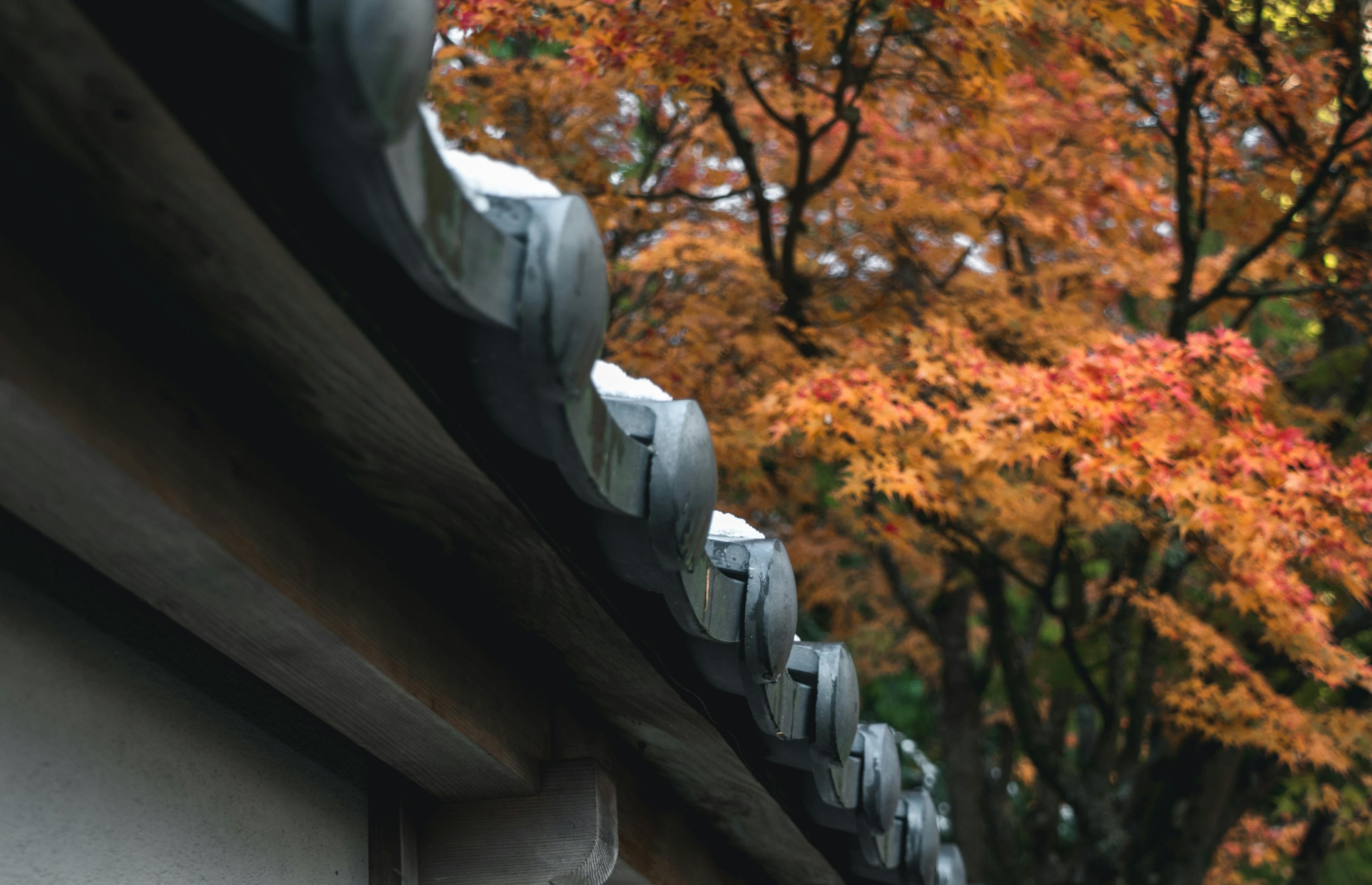 Close-up of a roofline gutter with autumn foliage