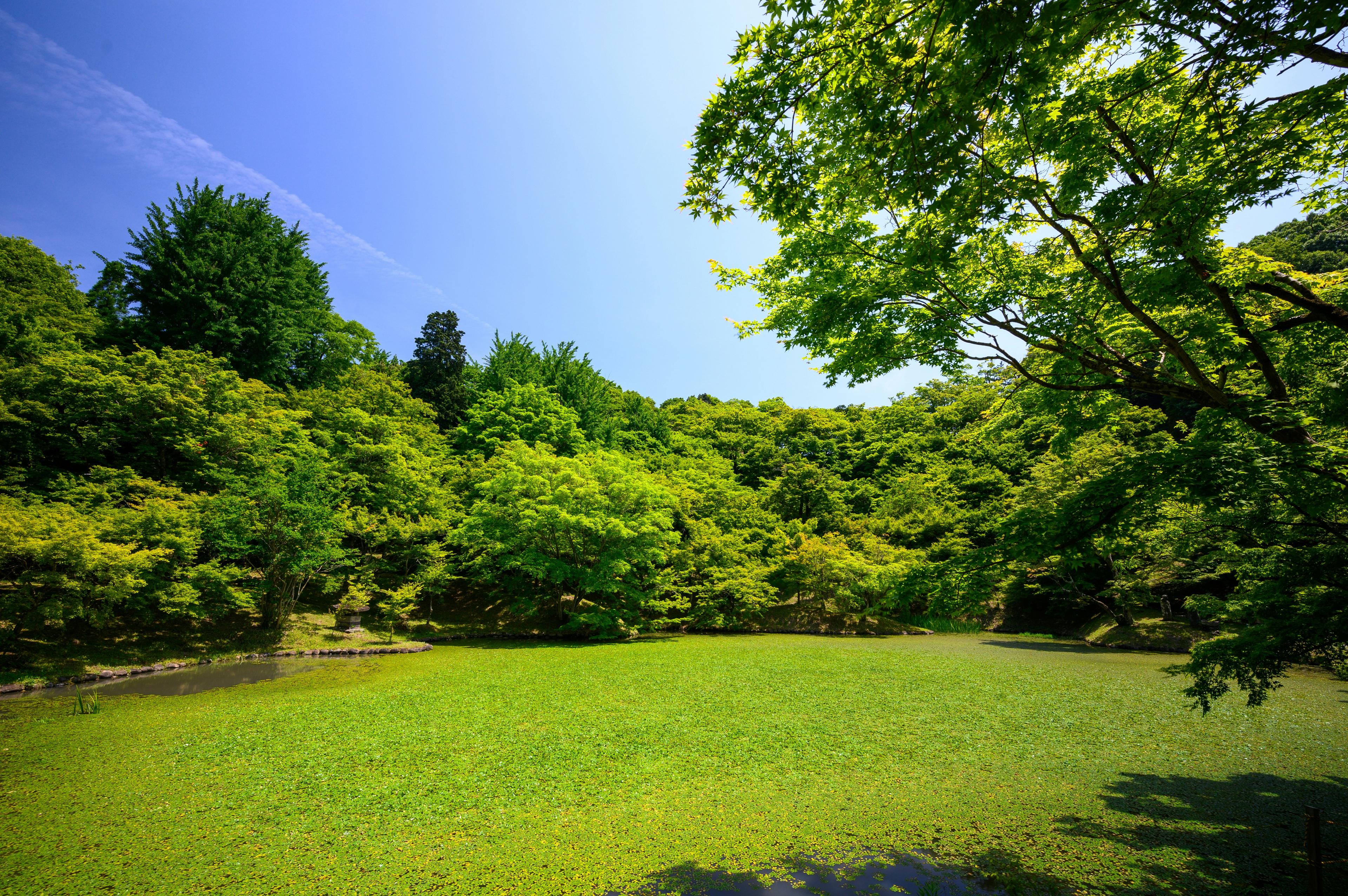 Lush green professionally maintained landscape
