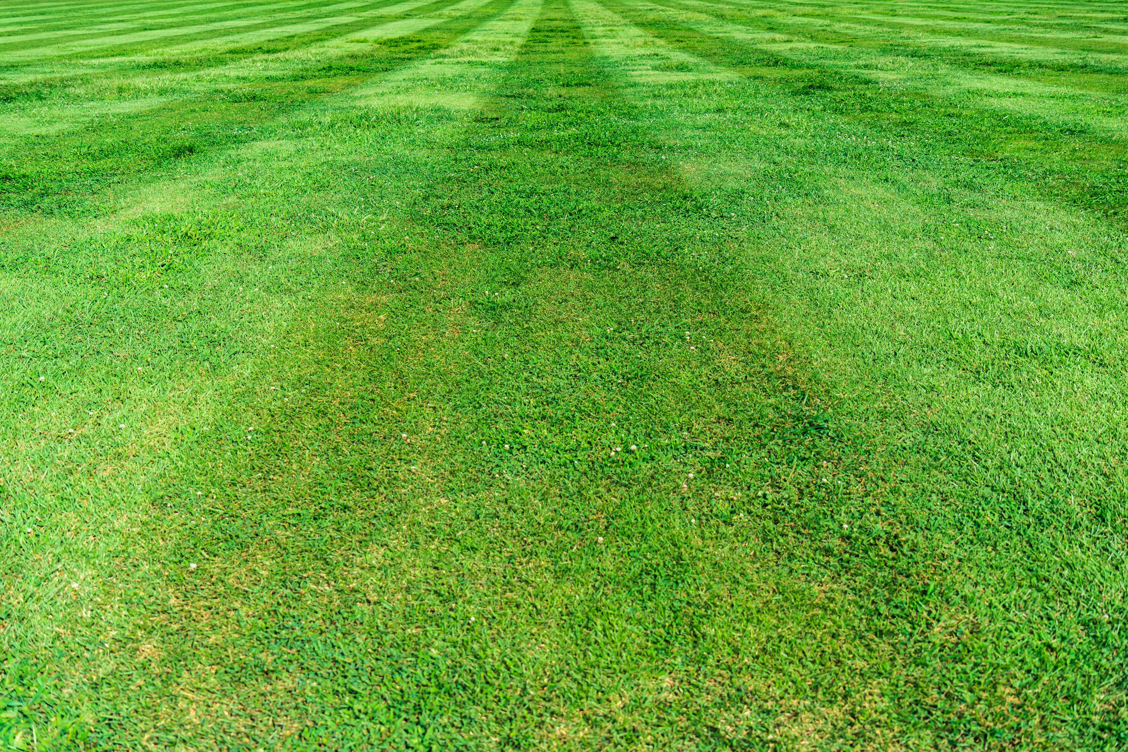 Freshly mowed lawn with crisp stripe pattern